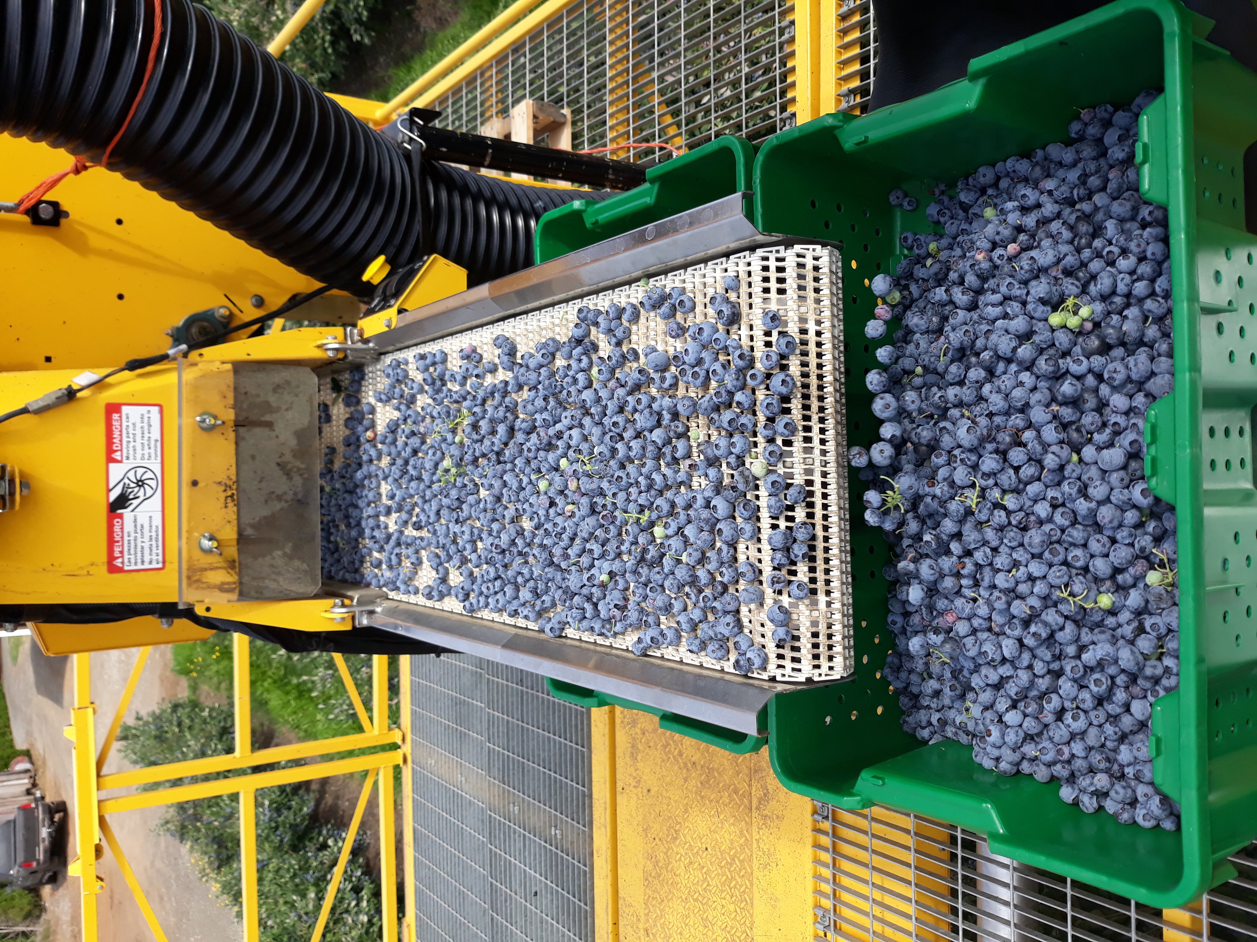 Machine Harvest Blueberry