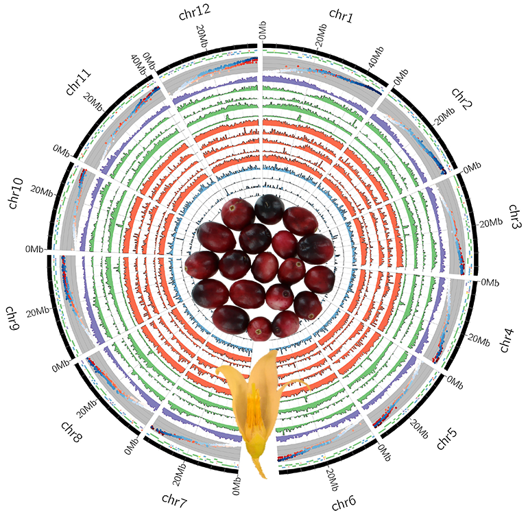 The American cranberry (Vaccinium macrocarpon Ait.) genome multidimensional landscape. Fruit and flower photos by Fernando De la Torre and Eric Wiesman
