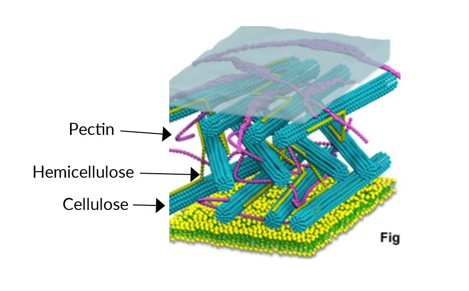 Figure 1. The plant cell wall and polysaccharides of pectin, hemicellulose and cellulose. Figure provided by Dr. Marlee Trandel-Hayse.