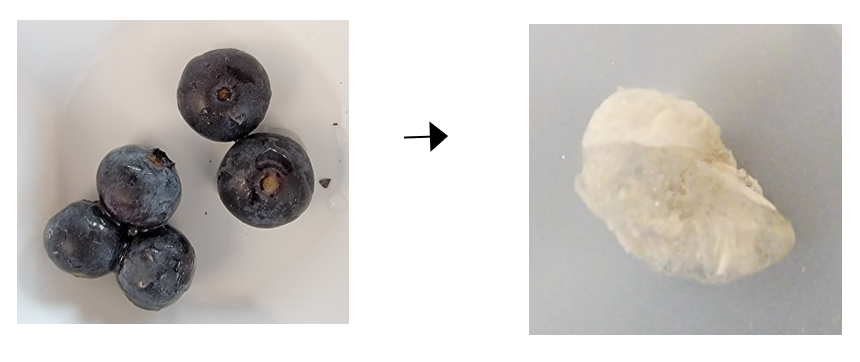 Figure 3. Whole blueberry samples went through a series of grinding and extraction via organic solvents to yield blueberry cell wall tissue. This figure is displaying pulp cell wall tissue. Images provided by Dr. Marlee Trandel-Hayse.