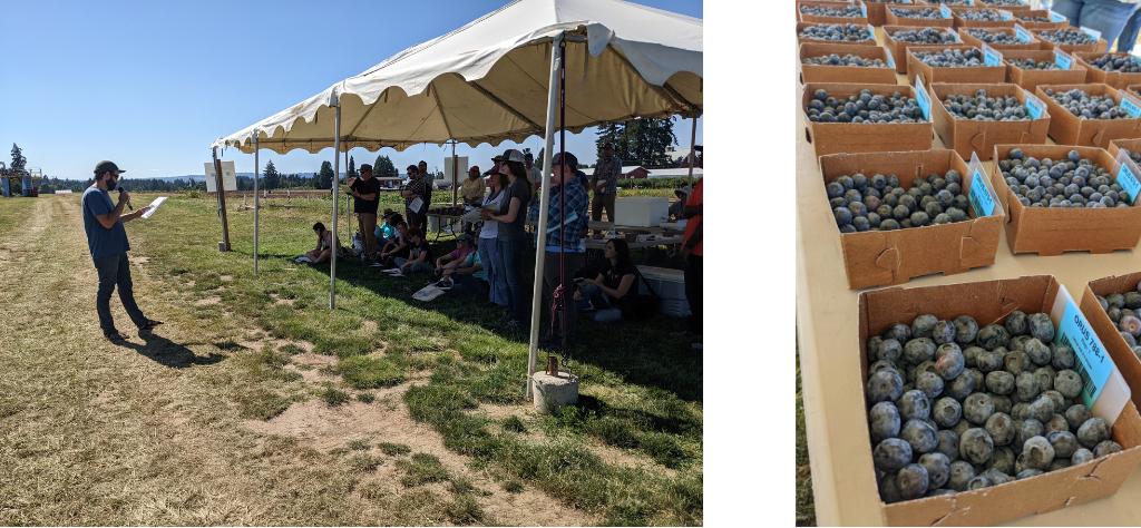 Ryan King presents at the OSU Blueberry Field Day 2022
