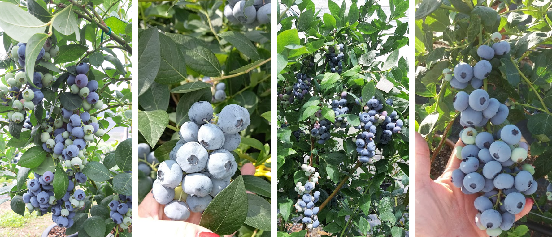 Blueberry selections expressing variation in fruit quality and texture obtained at Fondazione Edmund Mach by Giongo.