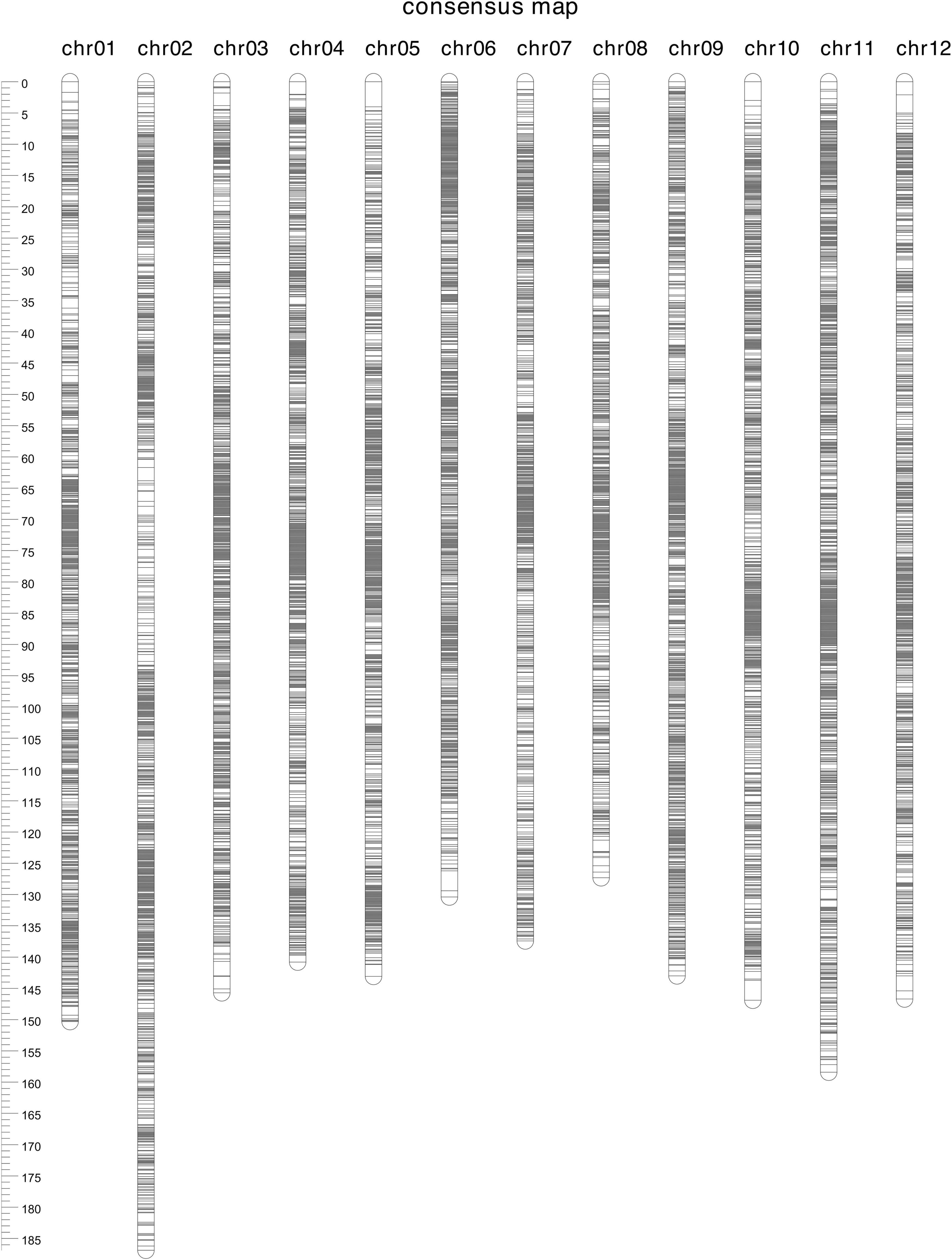 Linkage map of ‘Hortblue Petite’ × ‘Nui’. Figure from Montanari et al. (2022).