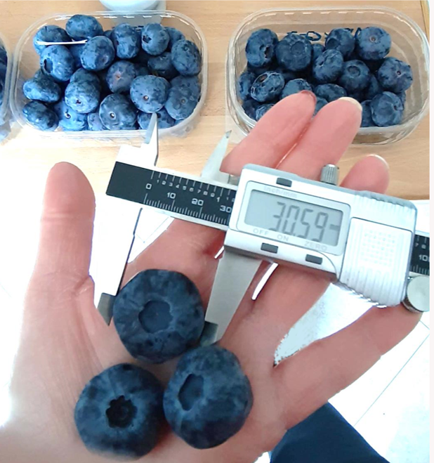 A new blueberry release, Creativa, from Fondazione Edmund Mach