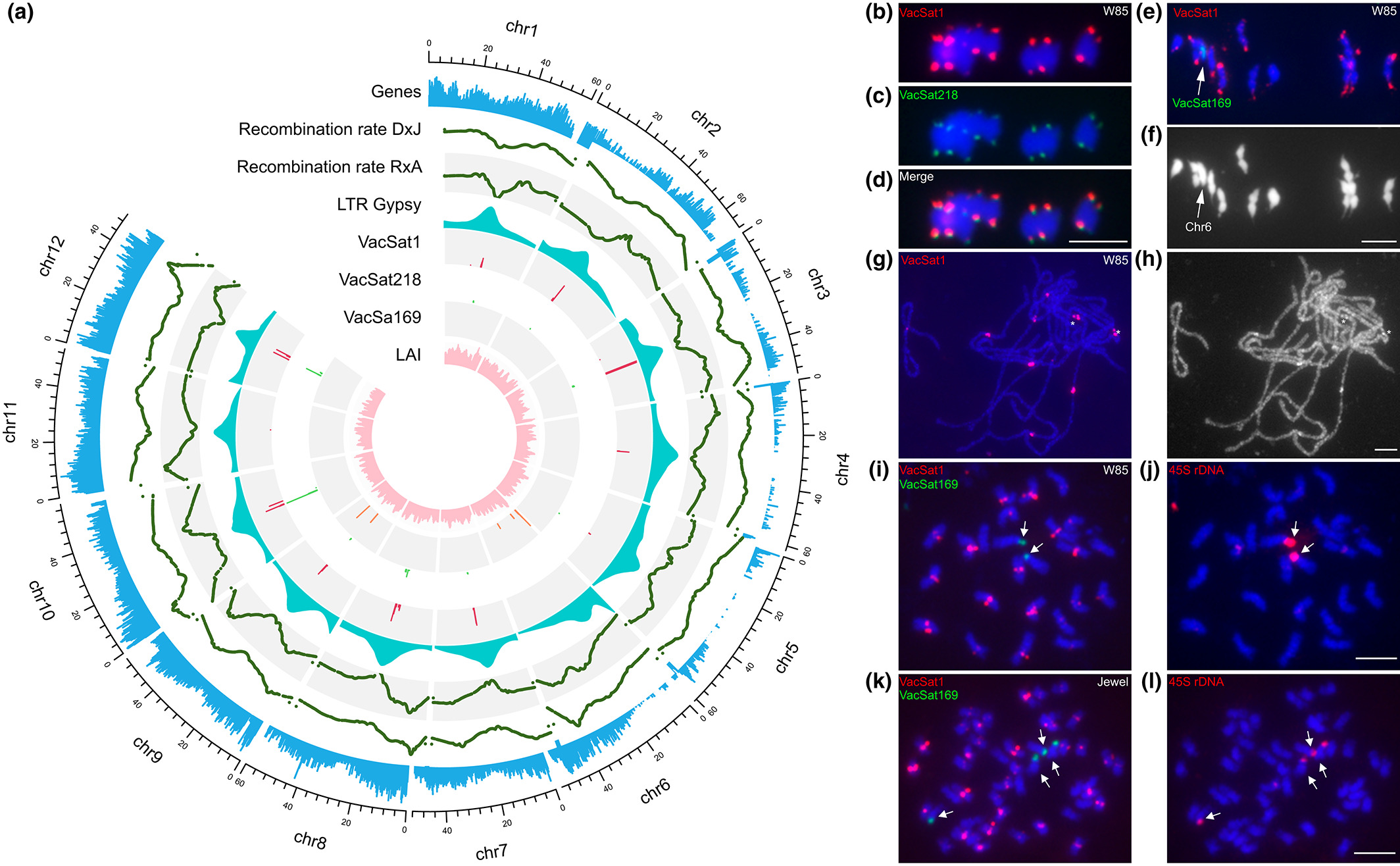 Chromosomal features of Vaccinium caesariense W85 genome (2n = 2x = 24) and representative V. corymbosum tetraploid blueberry cultivars (2n = 4x = 48). Figure from Mengist et al., (2022) Additional caption details available in the full manuscript.