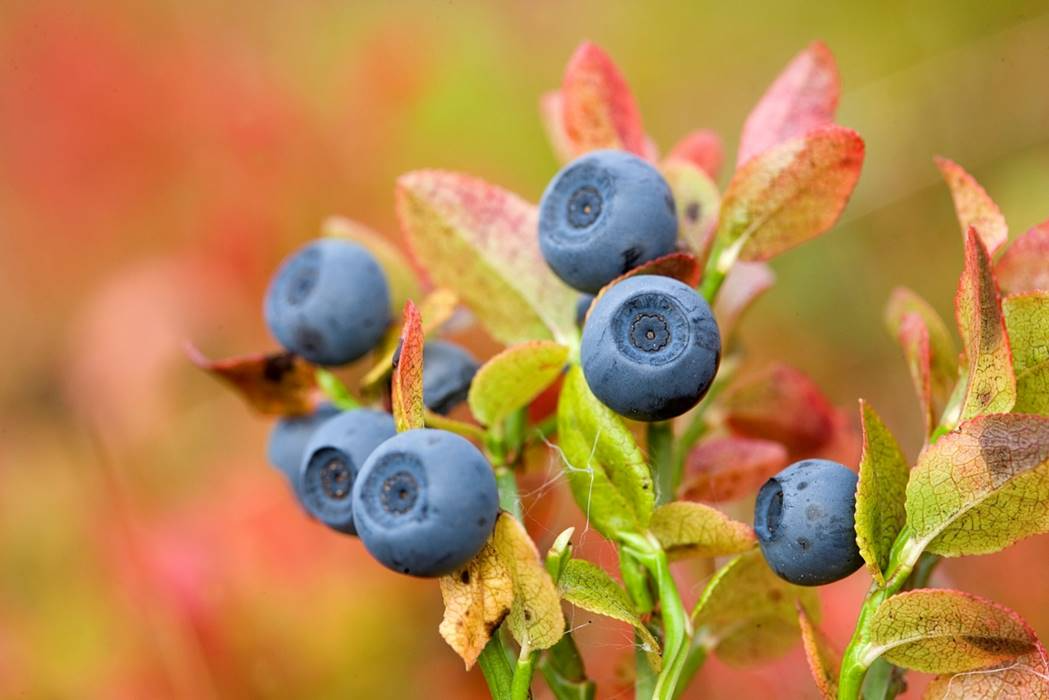 Bilberry