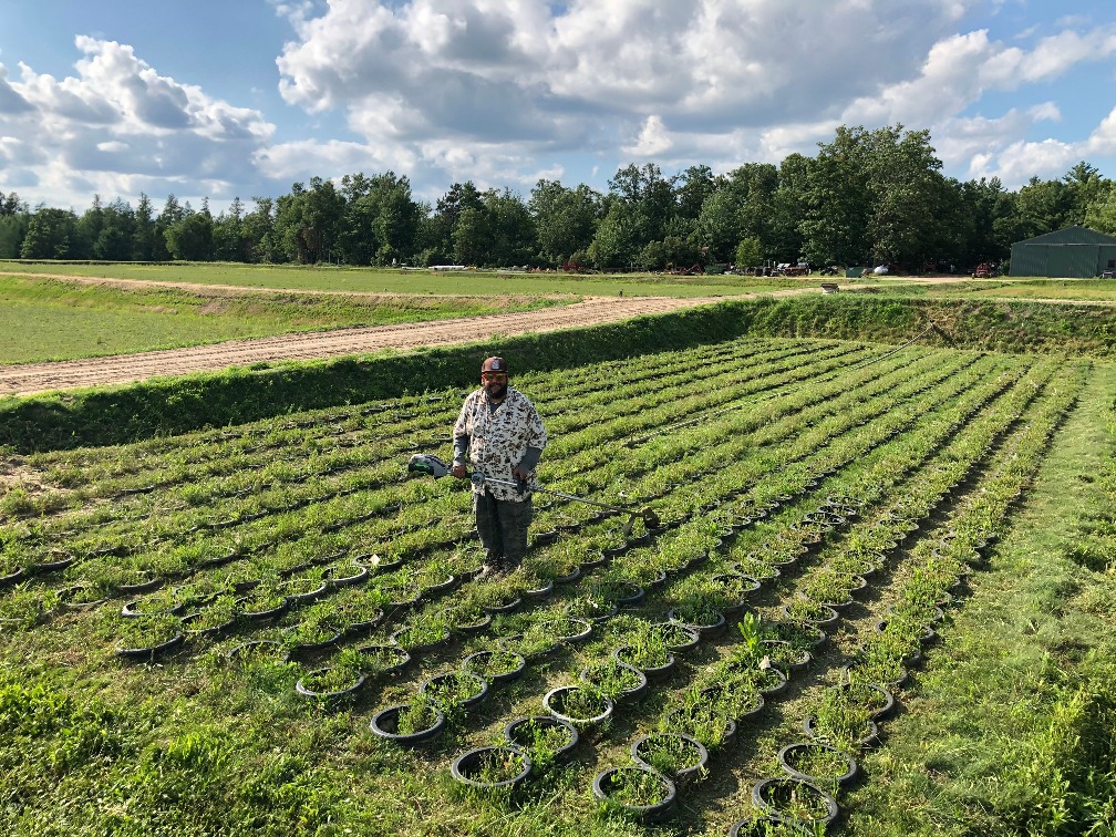 Dr. Juan Zalapa completing some maintenance in a high density cranberry nursery at Saddle Mound Cranberries 